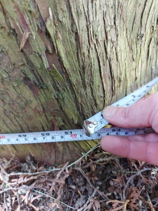 Mätning av trädets diameter med tumstock; grön mossa; natur; utomhus.