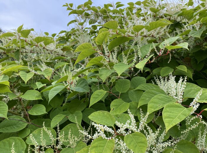 Grönt bladverk med vita blomställningar mot en klarblå himmel.