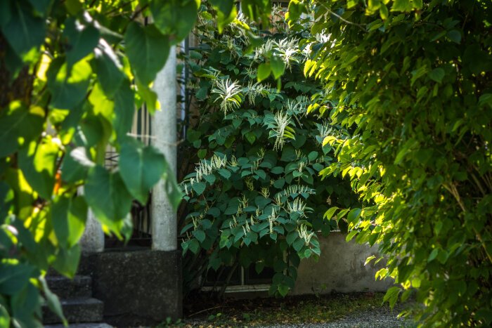 Gröna lövverk och ljusa blomställningar framför en grå byggnad och stentrappa, delvis i skugga.