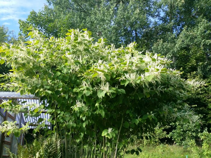 Grönskande buske med vita blommor, soligt väder, del av byggnad i bakgrunden, skogsdunge, blå himmel.