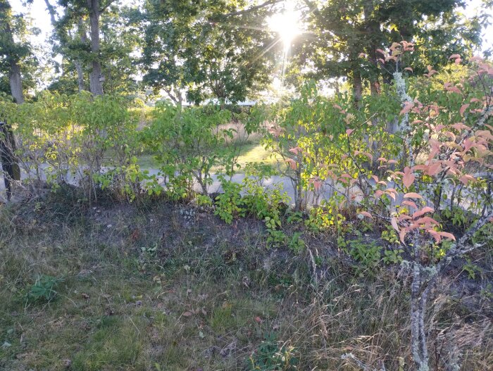 Skogsbryn i motljus med solstrålar, gröna och röda blad, staket och gräs. Naturscen vid solnedgång eller soluppgång.