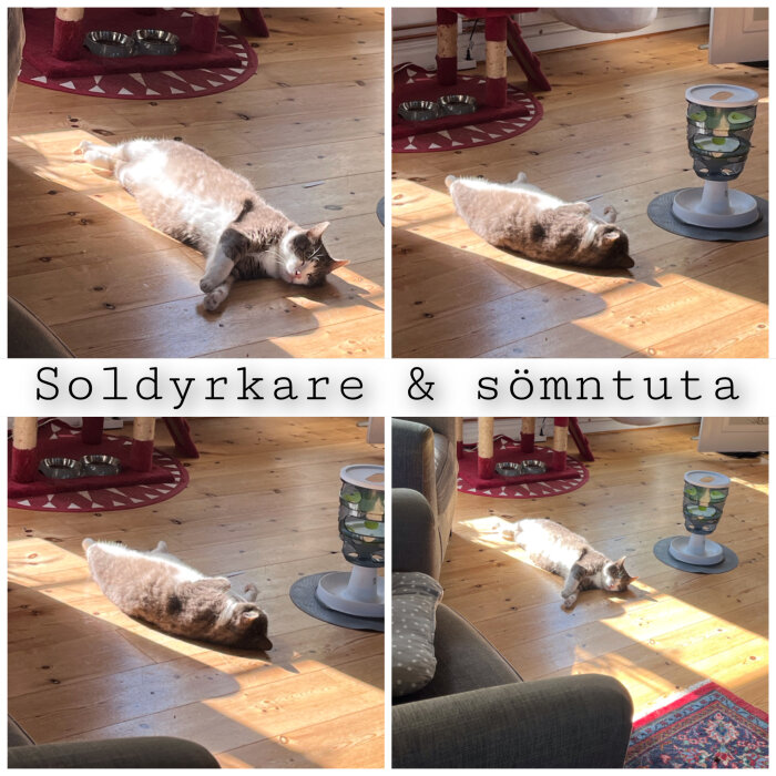 Katt njuter av solljus i olika positioner inne; text "solyrkare & sömntuta". Warmt, hemtrevligt rum.