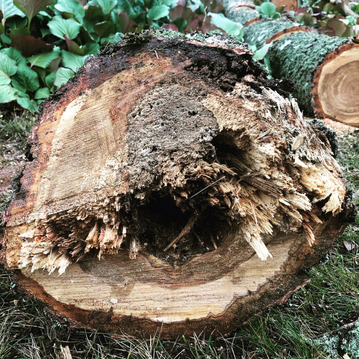 Sågat träd med röta och mossa. Grov yta, organisk förstörelse och avverkning synlig. På mark i grönområde.