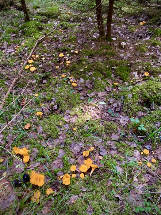 Skogsgolv med mossa, löv och gula svampar, kanske kantareller, i naturlig miljö.