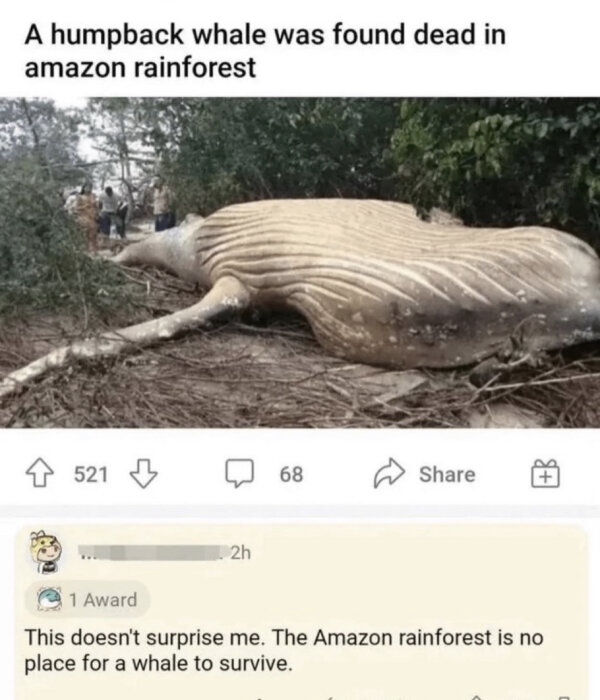 Knölval funnen död i Amazonas regnskog, människor närvarande, online diskussion, oväntad miljö för en val.