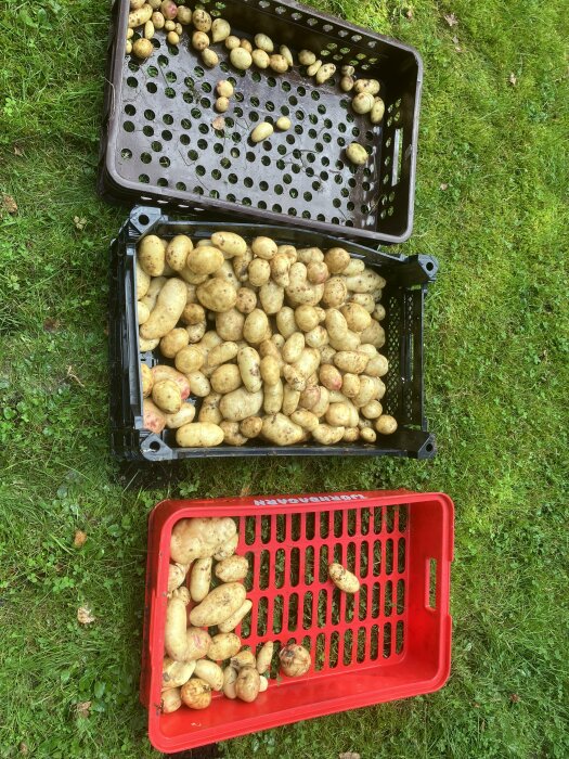 Tre korgar fyllda med potatis på gräsmatta; skördesäsong.