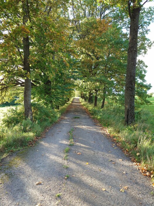 Grusväg omgiven av gröna träd i början av hösten, med solljus och fallande löv.
