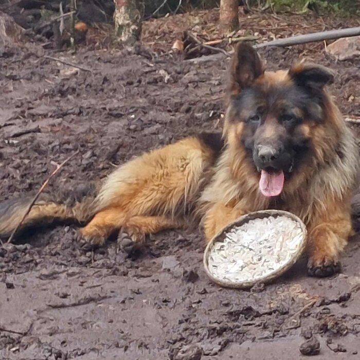 Långhårig schäferhund ligger i lera med en folieform framför sig. Ser glad ut, tungan ute.