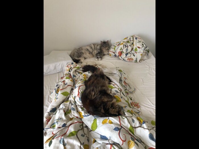 Två katter sover lugnt på en säng med mönstrade lakan. Harmoni, sömn, husdjur, inomhus.