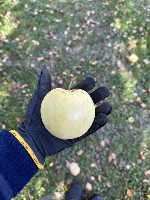 En hand i handske håller ett gult äpple; höstlöv i gräs i bakgrunden.