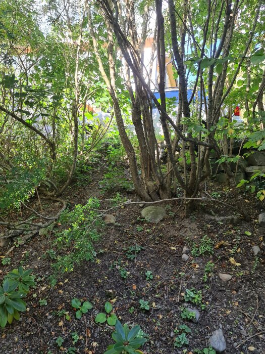 Lummig trädgård med buskar, stenar och spridd växtlighet, dolt i dagsljus, urban bakgrund.