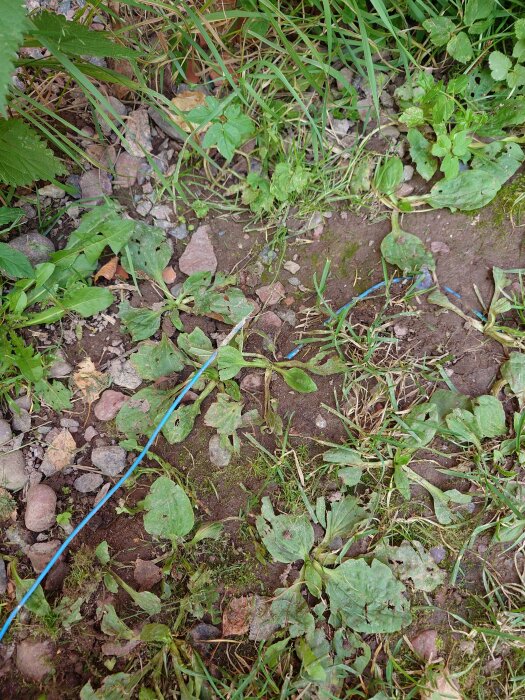 En mark med gräs, blad, stenar och en blå plastsak.