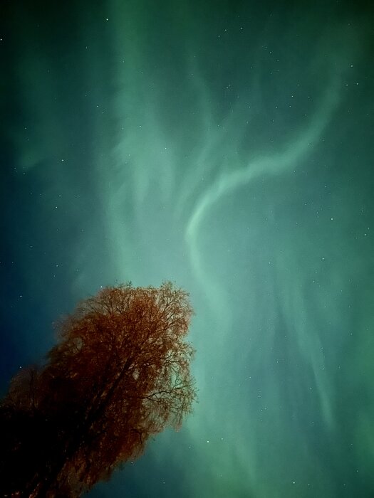 Norrsken i mörk himmel över trädtoppar, naturfenomen, grönt sken, stjärnor skimrar svagt.