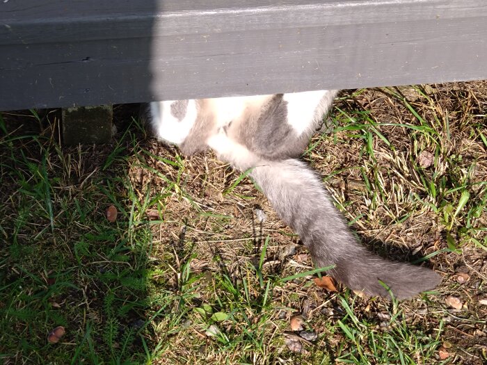 En katt glider in under ett staket, visar bara huvud och svans utomhus.