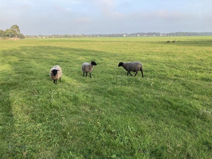 Får betar på grönt fält, träd och dimmig himmel i bakgrunden.