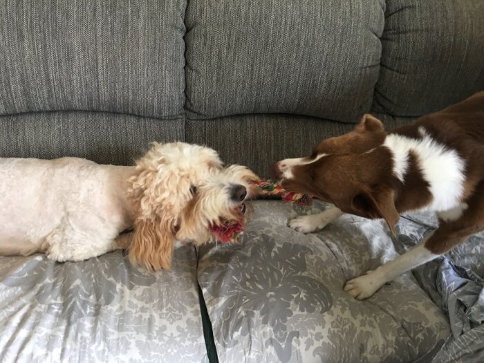 Två hundar leker tillsammans med en rep-leksak på en grå soffa.