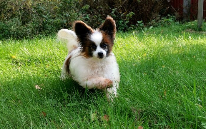 En fluffig hund med svart-vita fläckar sitter i grönt gräs, blickar framåt. Sunny day.