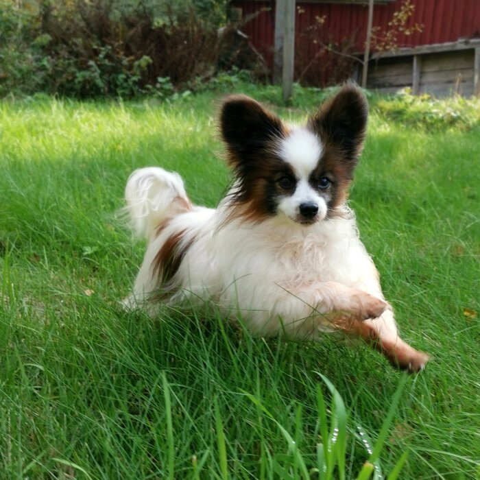 Papillonhund ligger på gräset, fluffig, vit med bruna och svarta markeringar, alerta öron, grönskande bakgrund.