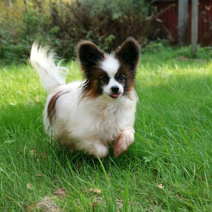 Liten, fluffig hund med svartvit päls leker i grönt gräs, ser glad ut.