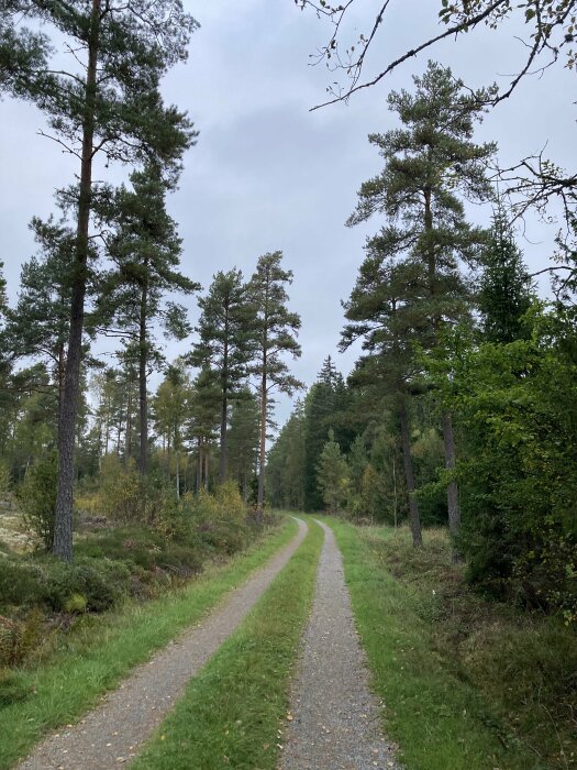 En grusväg slingrar sig genom en tät skog med barrträd och grön vegetation, under en molnig himmel.