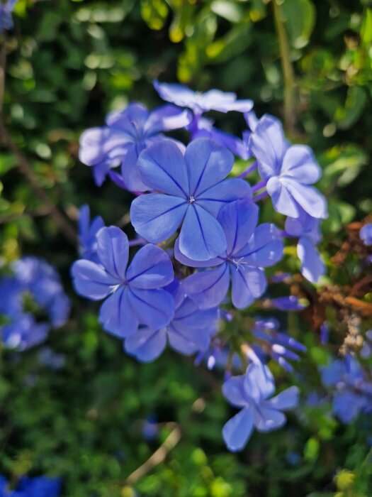 Blå blommor i fokus, suddig bakgrund av gröna blad, soligt, friskt, utomhus, dagtid, närbild.