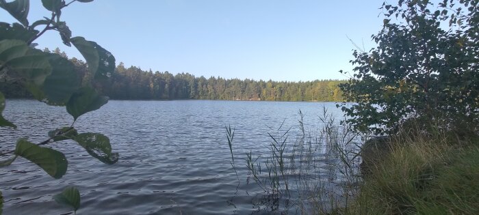Skogsbryn vid sjö, vattenväxter, klara himmel, lugnt vatten, skogreflektion, natur, dagtid, ingen synlig bebyggelse.