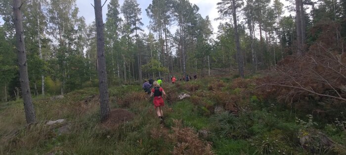 Grupp människor vandrar i skog, gröna och bruna toner, stigar, gemenskap, natur, friluftsliv, dystra himmel.