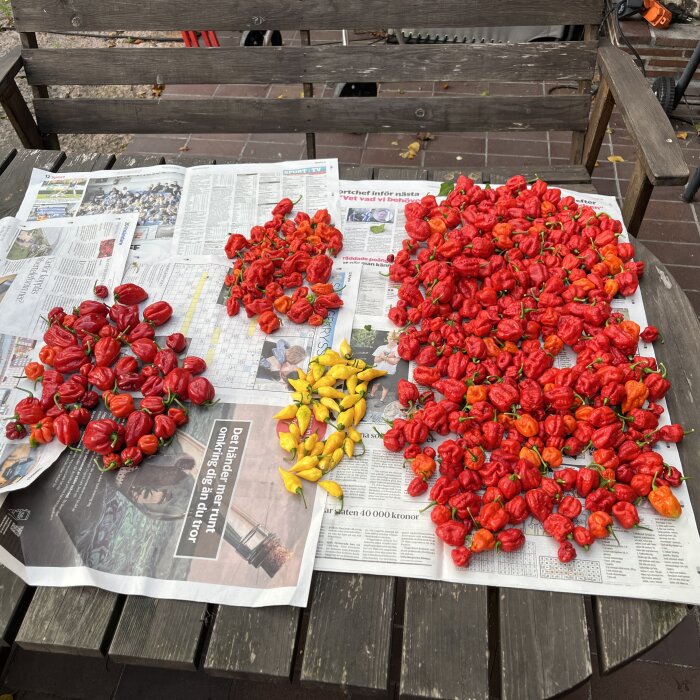 Röda och gula chili paprikor sorterade på tidningspapper på ett träbord utomhus.