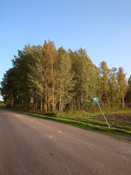 Asfalterad väg med lutande vägskylt vid skogskant under klar himmel.