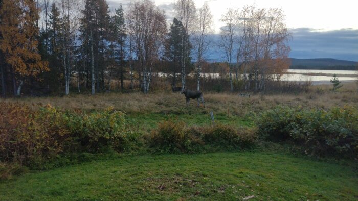 Två älgar på en äng nära skog och sjö under hösten. Lugnt viltlivsscenario, molnigt himmel, naturnära.