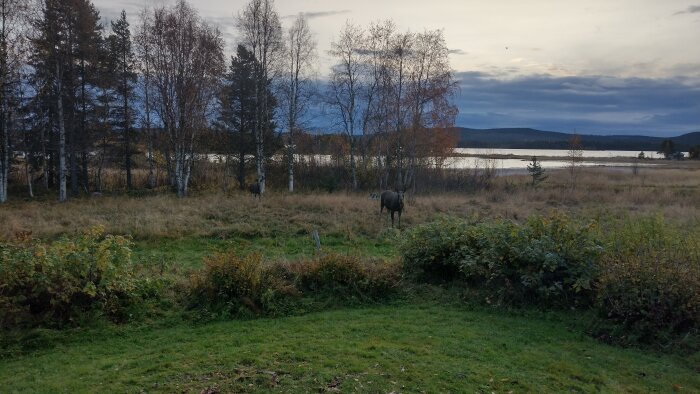 Ett lugnt landskap med älgar, träd, sjö och molnig himmel vid gryning eller skymning.