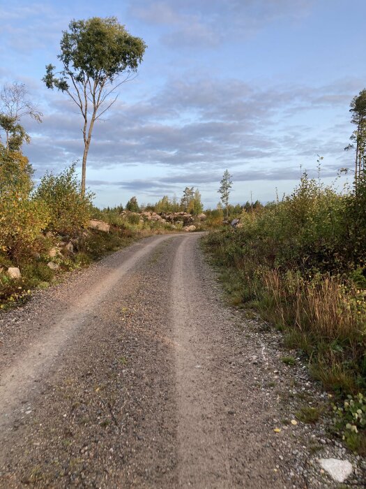 Grusväg genom skog och buskar under tidig morgon eller kväll. Ensam träd. Stenar och blå himmel.