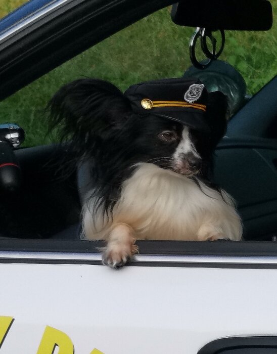 Hund i polismössa tittar ut från bilfönster.