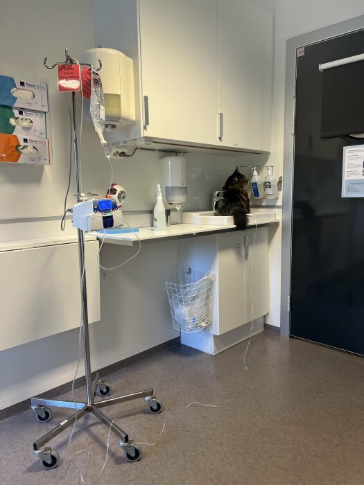 Sjukhusrum med medicinsk utrustning och en katt på arbetsytan.