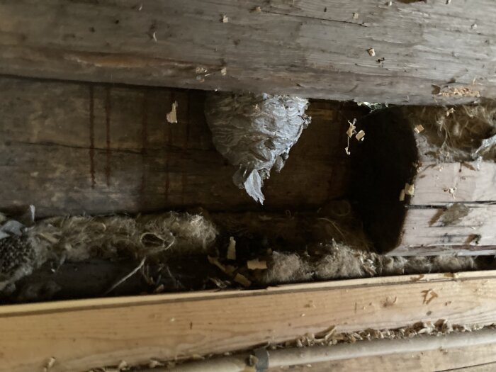 Getingbo under träbjälkar, mörk hålighet i konstruktion, spån och skräp, tecken på skadedjur eller insekter.