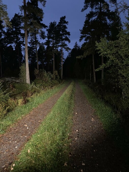 Skogsväg om natten, träd silhuetter, konstgjort ljus, mörker runtomkring, mystisk, lugn, oupptäckt stig.