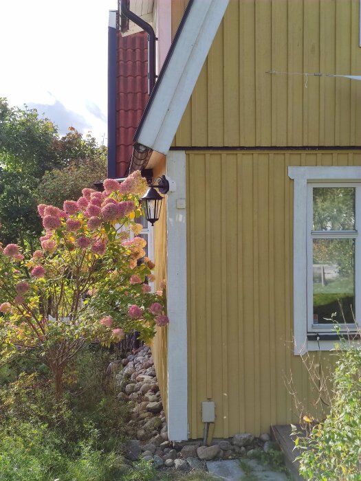 Ett gult trähus med tegeltak, blommande buske, fönster, lykta och stenmur.