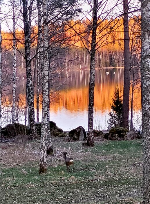 Skymning vid sjö med björkar. Ett rådjur nära vatten. Reflektion av solnedgång i vattnet. Fridfull natur.