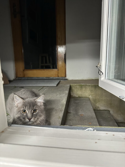 Grå katt ser upp från en dörröppning, blickar in i kameran, omgiven av inomhus- och utomhusmiljö.