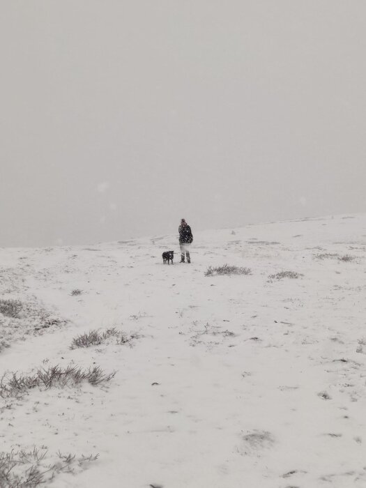 Ensam person och hund vandrar i öppet, snöigt landskap under fallande snö.