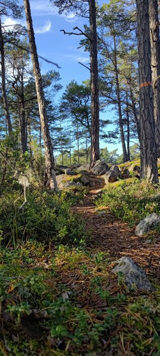 Skog med tallar, stig, stenar, barrmark, gröna växter, blå himmel, naturliga färger, friluftsliv, vandring, dagtid, lugn.