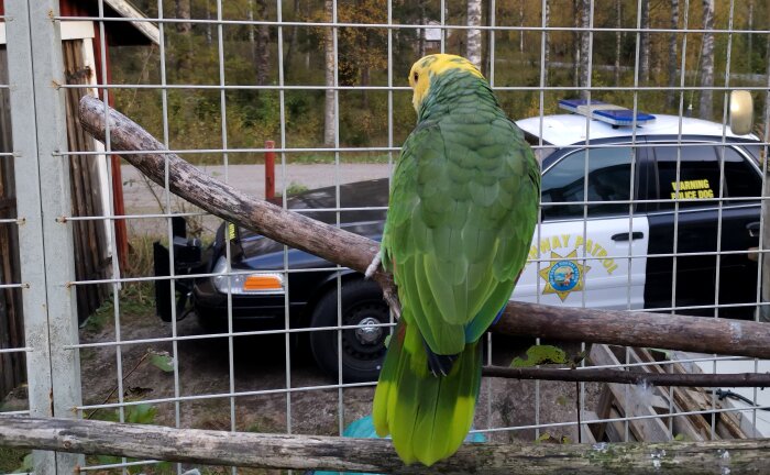 Papegoja på pinne framför polisbil med "Highway Patrol" och "K-9 Unit"-dekal. Utomhus, inhägnad, skogsbakgrund.