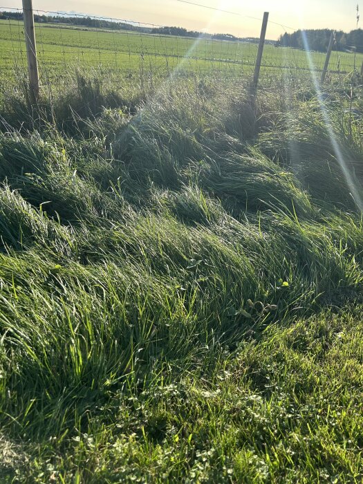 Grönt gräs, staket, solstrålar, landligt, vårljus, ingen människa, natur, dagtid, fridfullt, vågigt landskap.