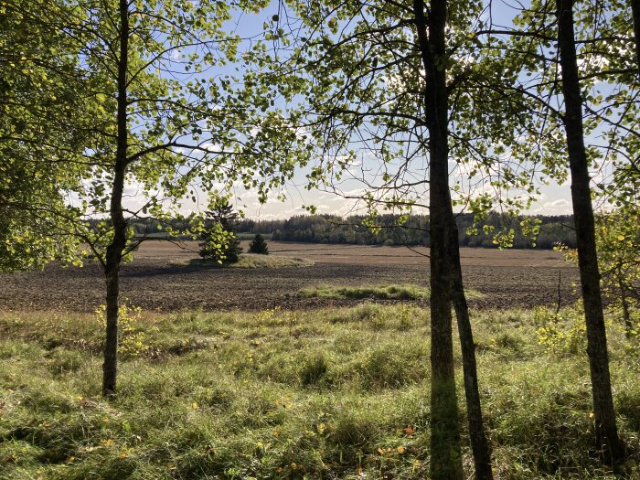 Ljusgenomflödat landskap med träd, äng och plogad åker under blå himmel. Naturligt, fridfullt, sensommar eller höst.