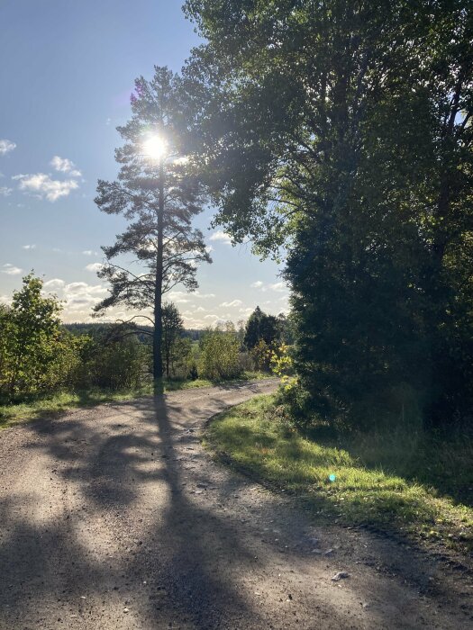 Solbelyst grusväg, träd, skuggor, natur, fridfullt, blå himmel, eftermiddags- eller morgonsol.