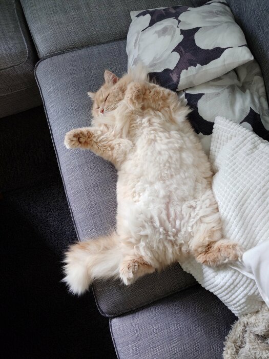 Fluffig ljus katt sover rygg på en grå soffa med prydnadskudde och vit filt.