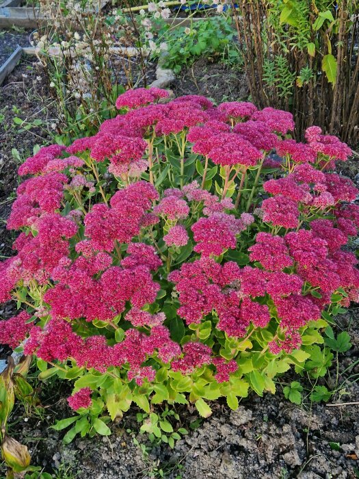 Ljusröda blomklasar, gröna blad, trädgårdsbädd, jord, blandad vegetation i bakgrunden.