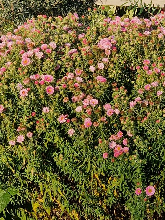 Ett fält med rosa blommor och gröna blad i solljus.