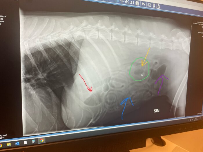 Röntgenbild på en skärm visar bukregionen på ett djur med färgmarkeringar som kan indikera olika strukturer eller områden av intresse.