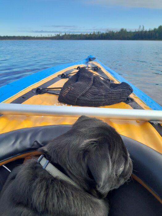 Hund i kajak ser på vatten, svart mössa, lugnt, skog i bakgrunden, avkopplande äventyr.